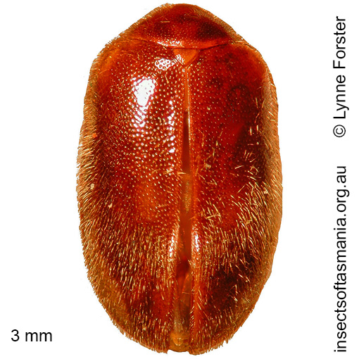 Species image