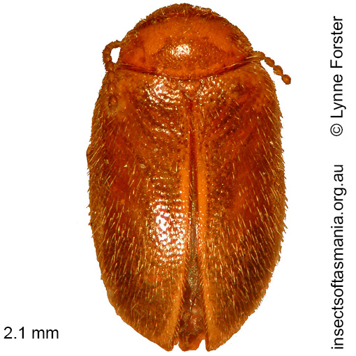 Species image