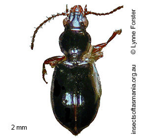 Cyphotrechodes gibbipennis