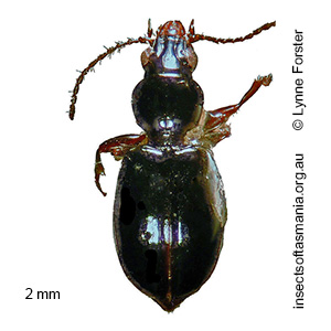 Cyphotrechodes gibbipennis