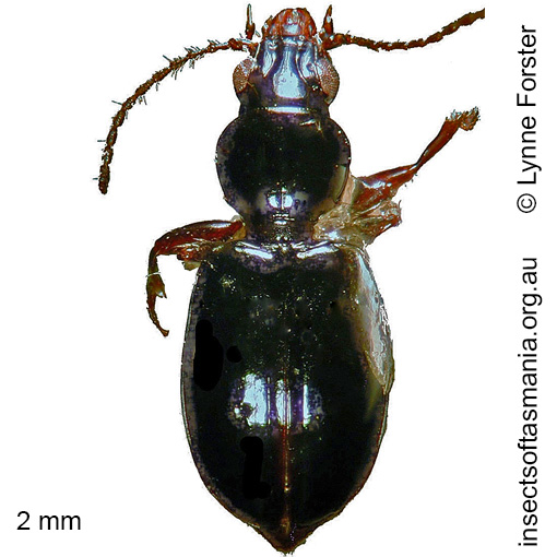 Species image