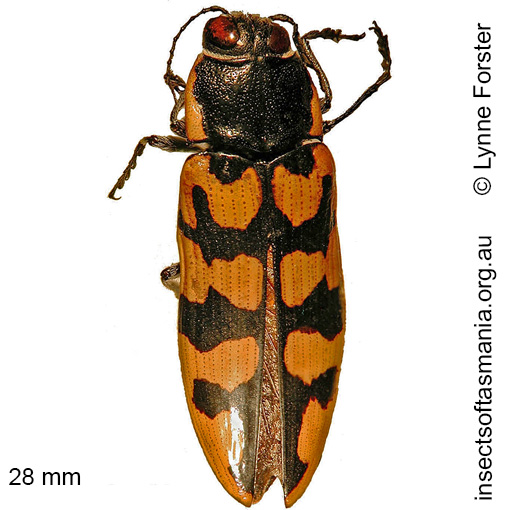 Species image