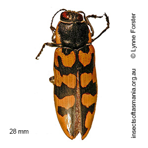 Cyrioides imperialis