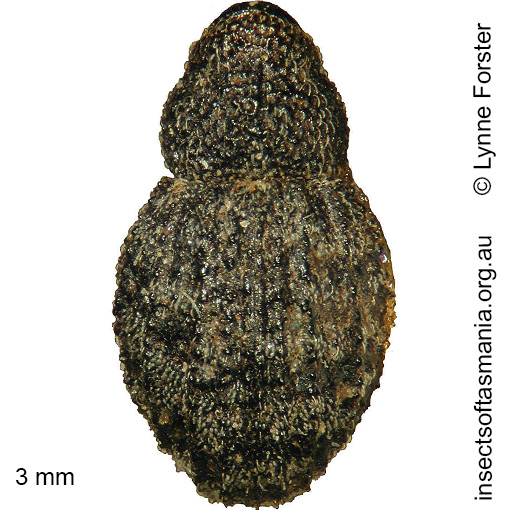 Species image