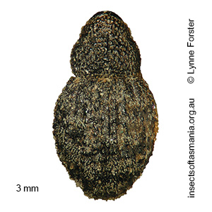 Decilaus TFIC sp 01