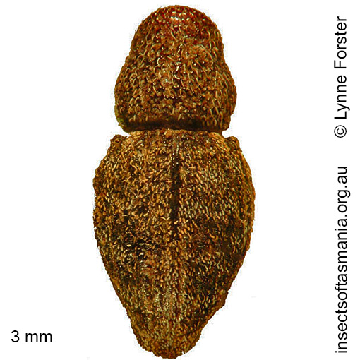 Species image