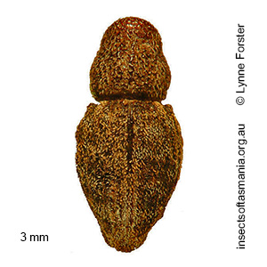 Decilaus TFIC sp 04
