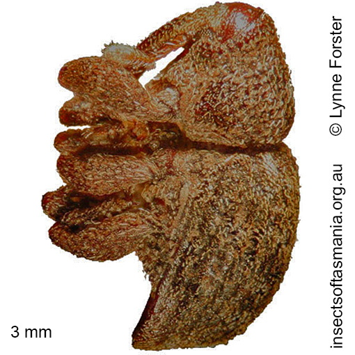 Species image