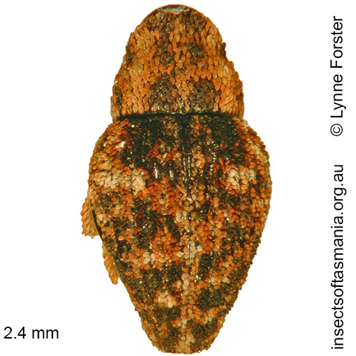 Species image