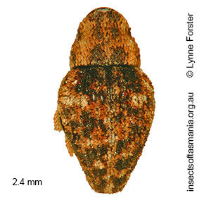 Decilaus bryophilus