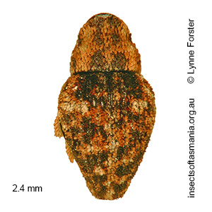 Decilaus bryophilus
