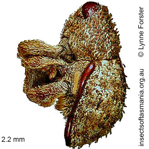 Species image