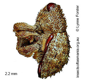 Decilaus lateralis