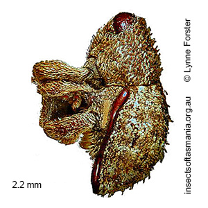 Decilaus lateralis