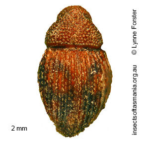 Decilaus nigronotatus