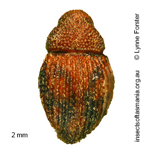 Decilaus nigronotatus