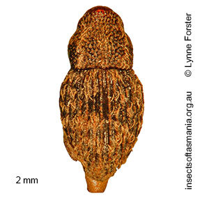 Decilaus striatus