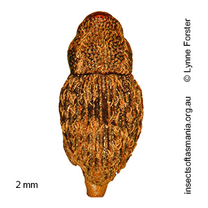 Decilaus striatus
