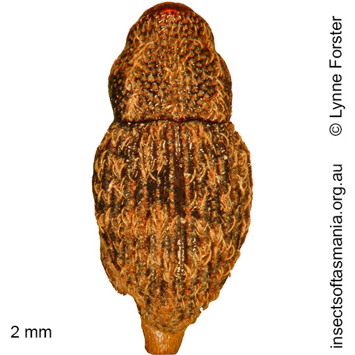 Species image