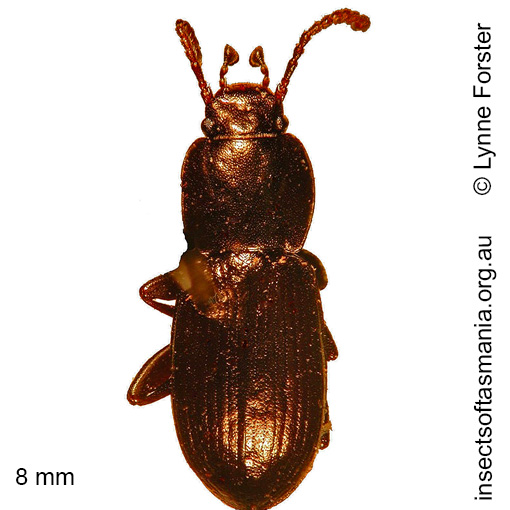 Species image