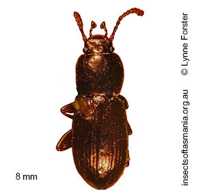 Diemenoma tasmanica