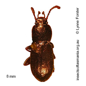 Diemenoma tasmanica