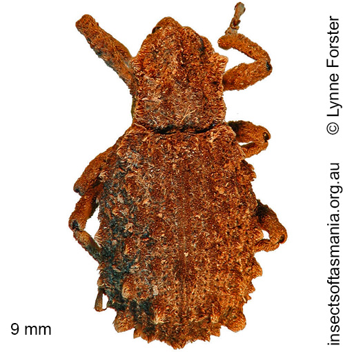 Dinichus terreus
