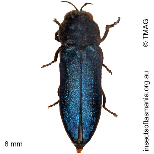 Species image