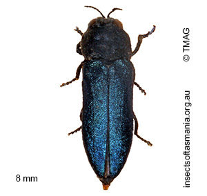 Dinocephalia cyaneipennis