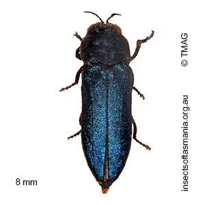 Dinocephalia cyaneipennis