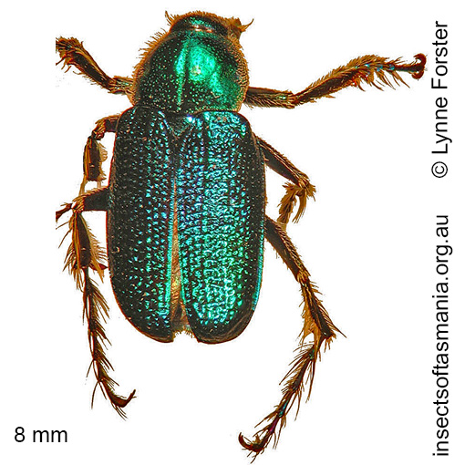 Species image