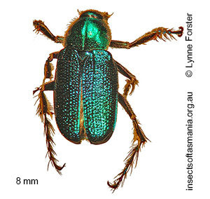 Diphucephala colaspidoides