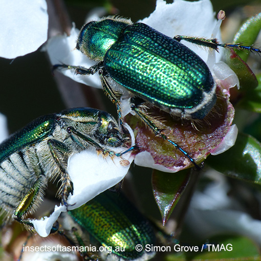 Species image