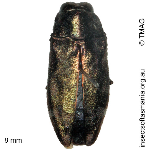Species image
