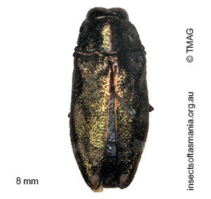 Diphucrania acuducta