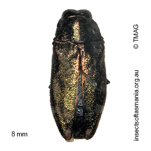 Diphucrania acuducta