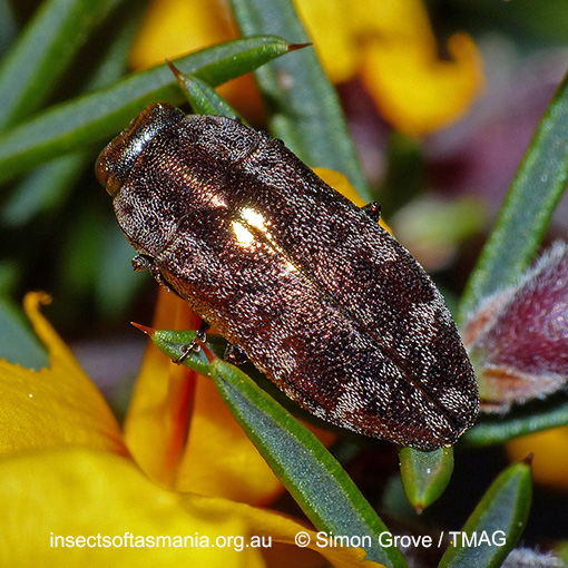 Species image