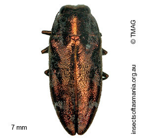 Diphucrania notulata