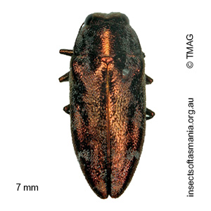 Diphucrania notulata