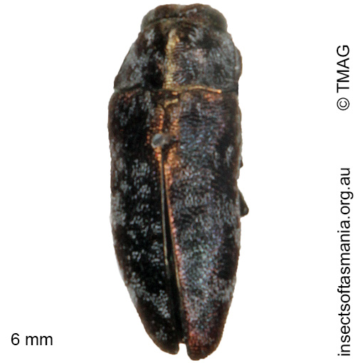 Species image