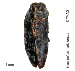 Diphucrania pauperula