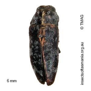 Diphucrania pauperula