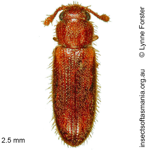 Species image