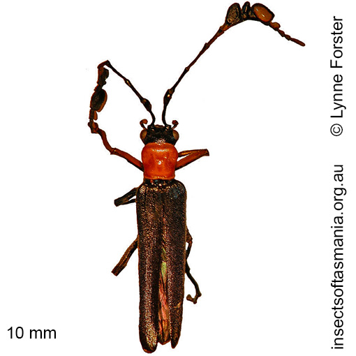 Species image