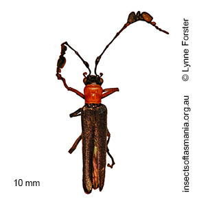 Dohrnia miranda