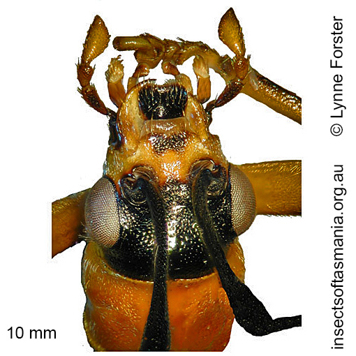 Species image