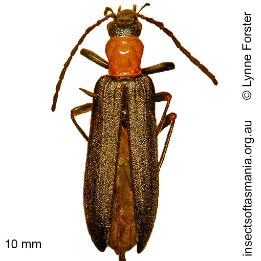 Species image