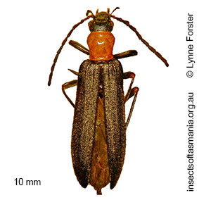 Dohrnia simplex