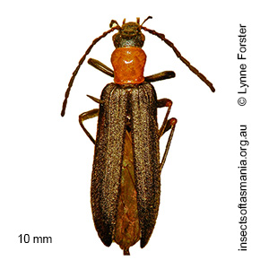 Dohrnia simplex