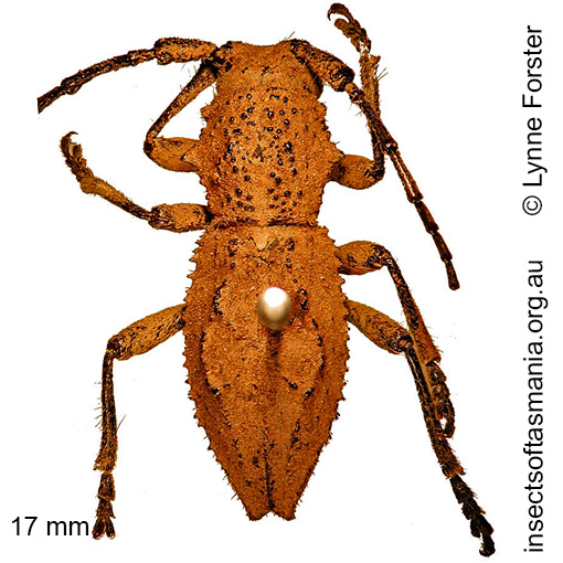 Species image